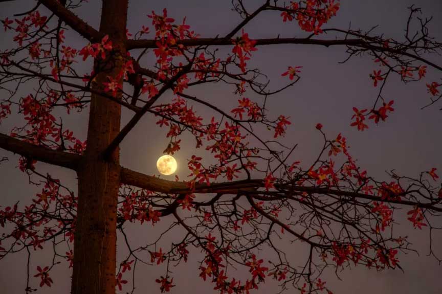 華師風(fēng)景