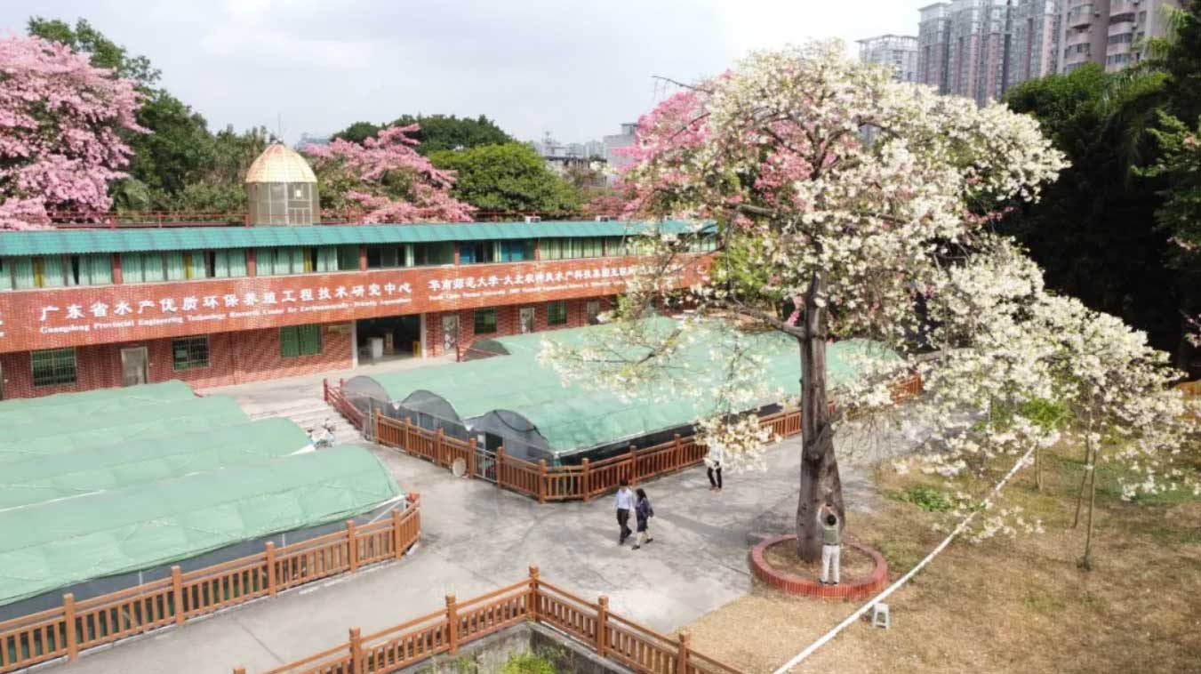 華師風(fēng)景