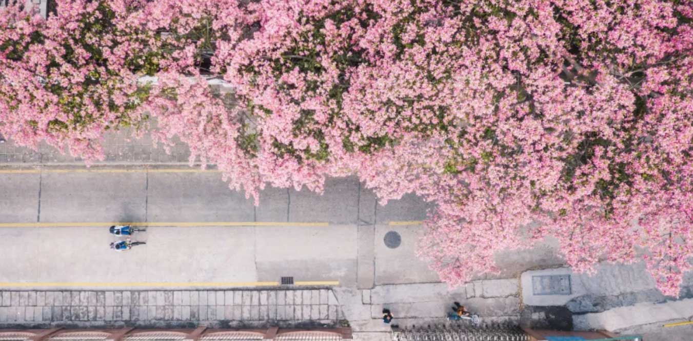 華師風(fēng)景
