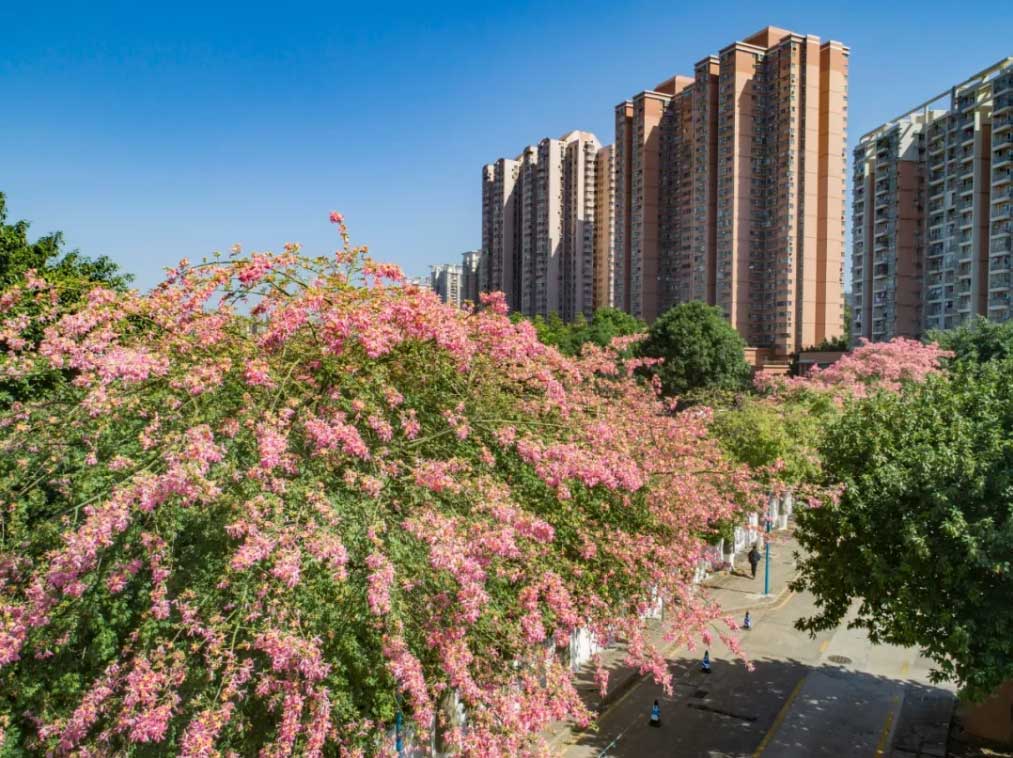 華師風(fēng)景