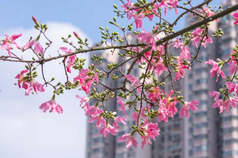 華師風(fēng)景